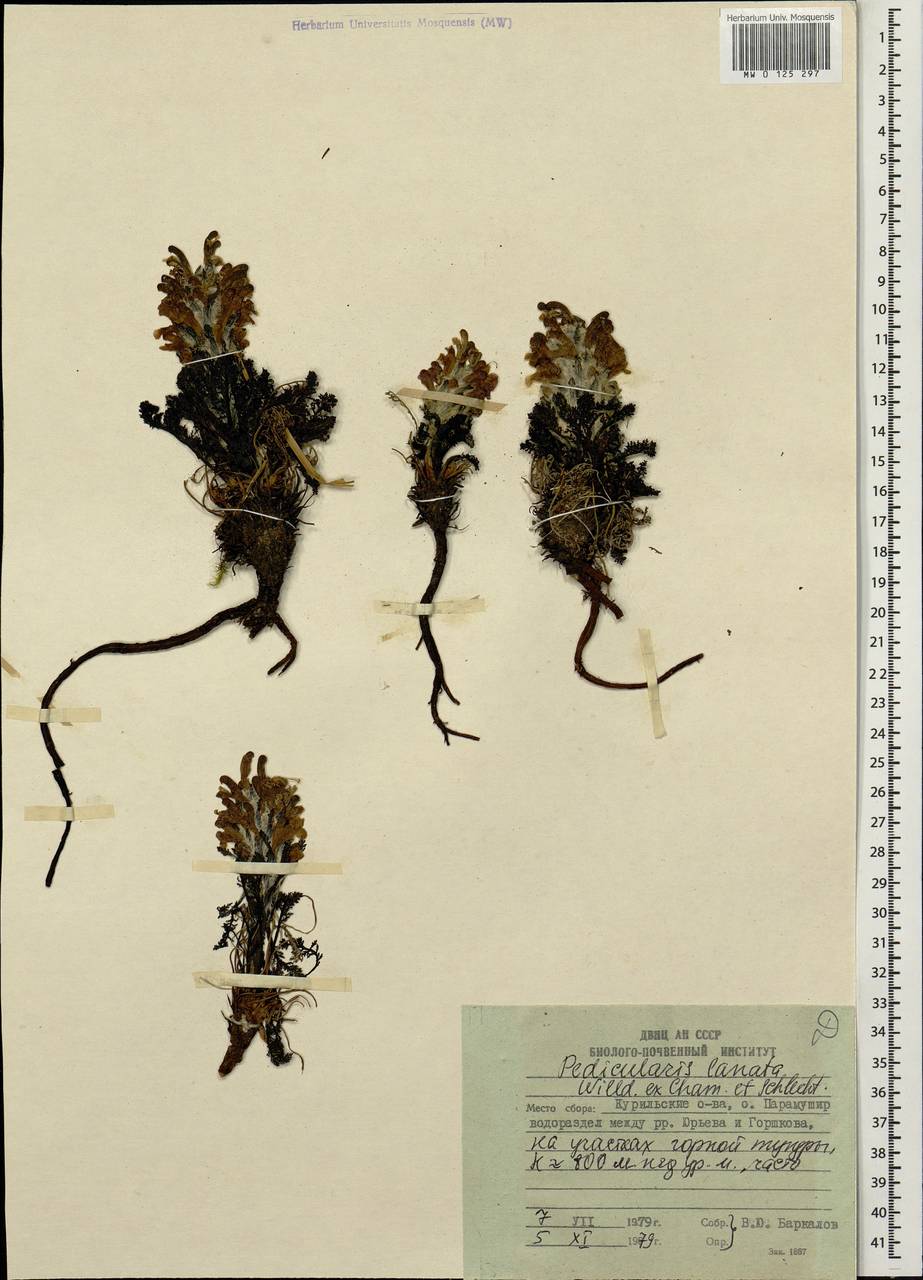 Мытник шерстистый Willd. ex Cham. & Schltdl., Сибирь, Дальний Восток (S6) (Россия)