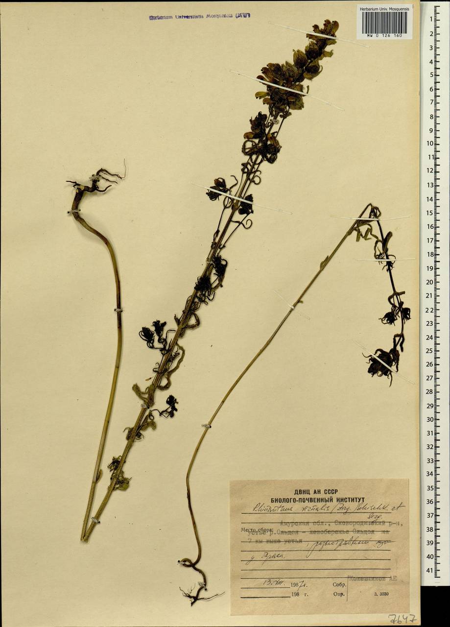 Rhinanthus serotinus var. vernalis (N. W. Zinger) Janch., Сибирь, Дальний Восток (S6) (Россия)