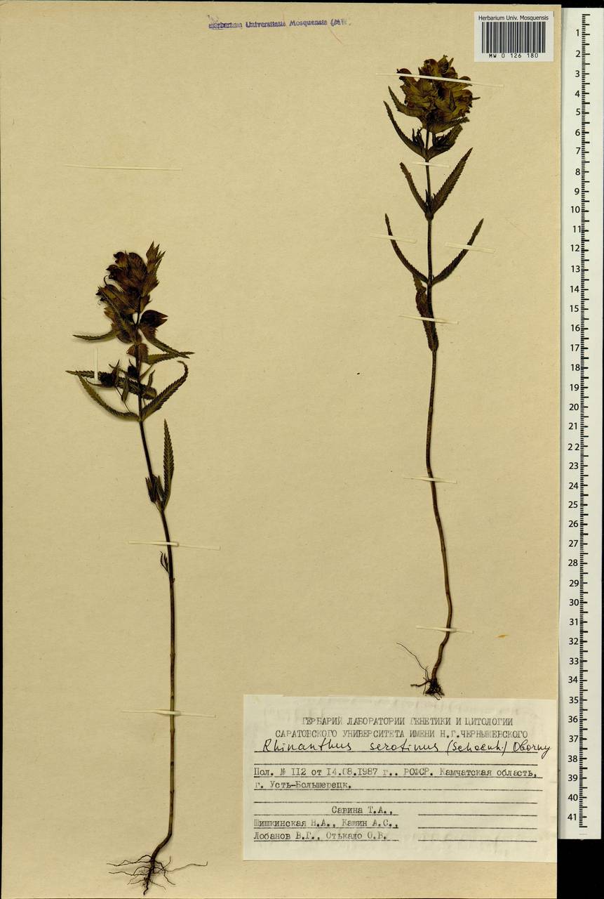 Rhinanthus serotinus var. vernalis (N. W. Zinger) Janch., Сибирь, Чукотка и Камчатка (S7) (Россия)