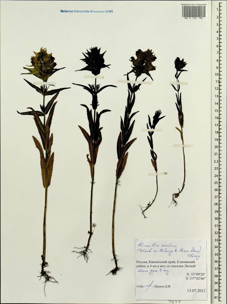 Rhinanthus serotinus var. vernalis (N. W. Zinger) Janch., Сибирь, Чукотка и Камчатка (S7) (Россия)