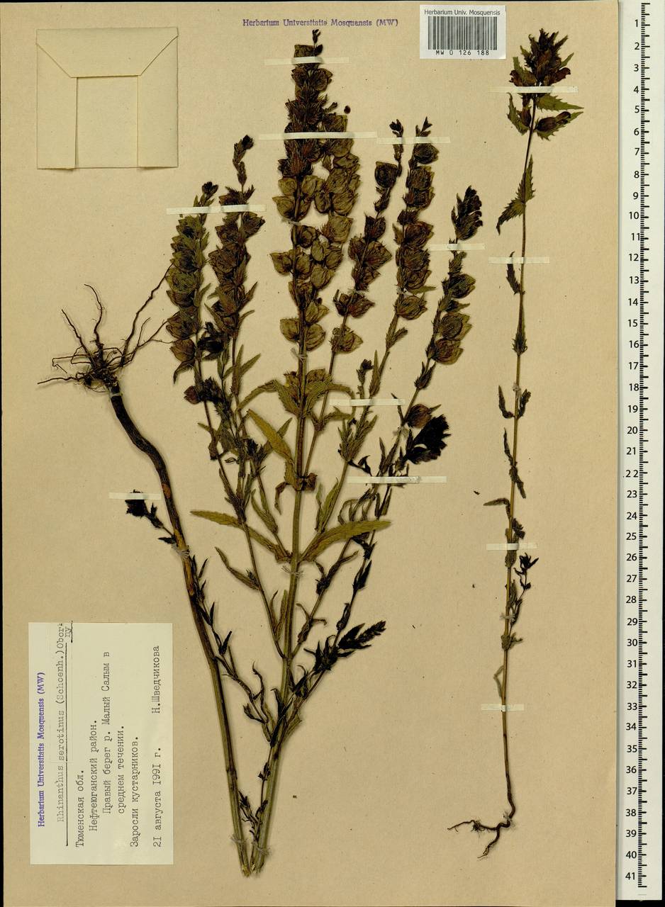 Rhinanthus serotinus var. vernalis (N. W. Zinger) Janch., Сибирь, Западная Сибирь (S1) (Россия)
