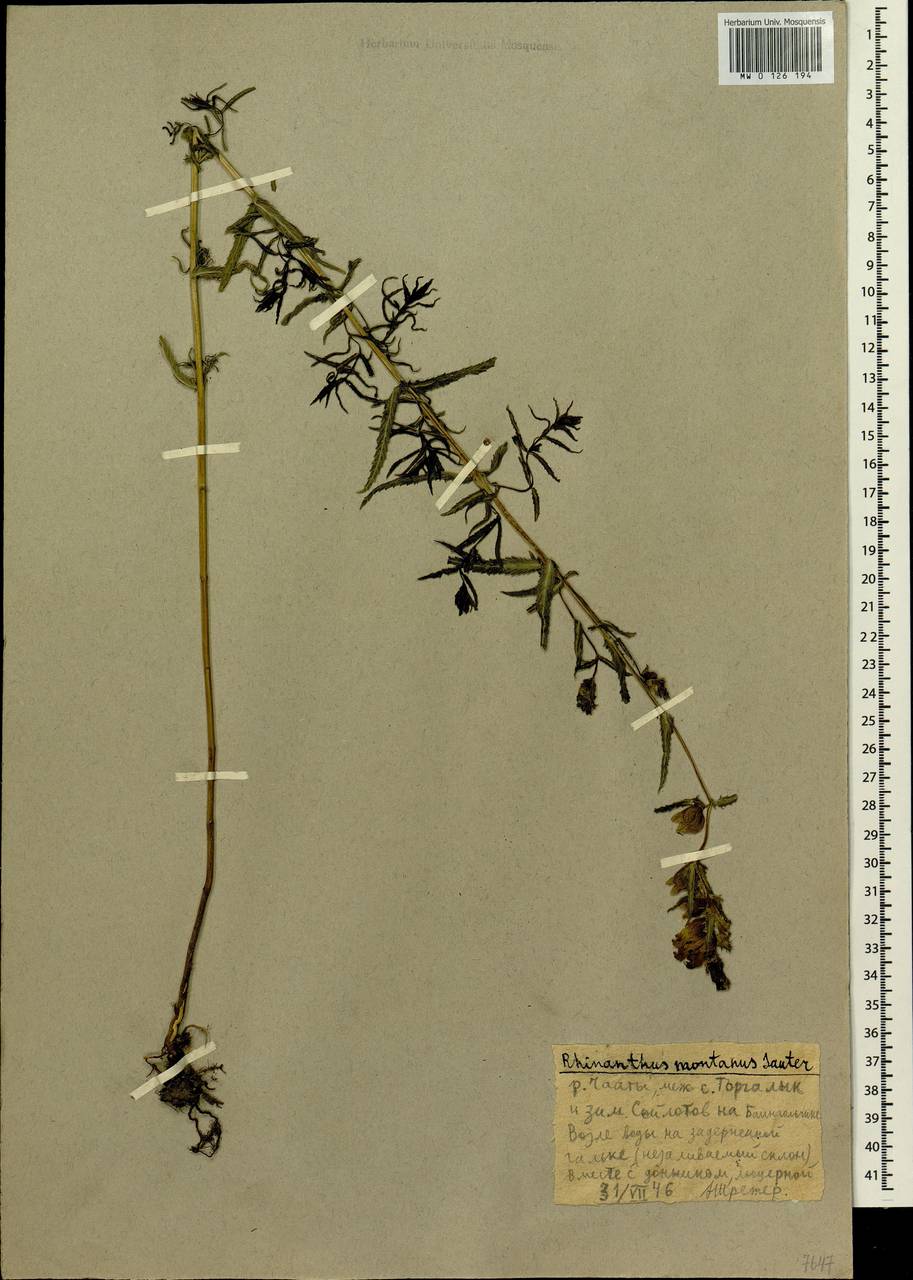 Rhinanthus serotinus subsp. serotinus, Сибирь, Алтай и Саяны (S2) (Россия)