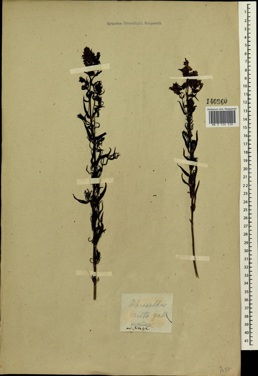 Rhinanthus minor subsp. minor, Сибирь, Прибайкалье и Забайкалье (S4) (Россия)