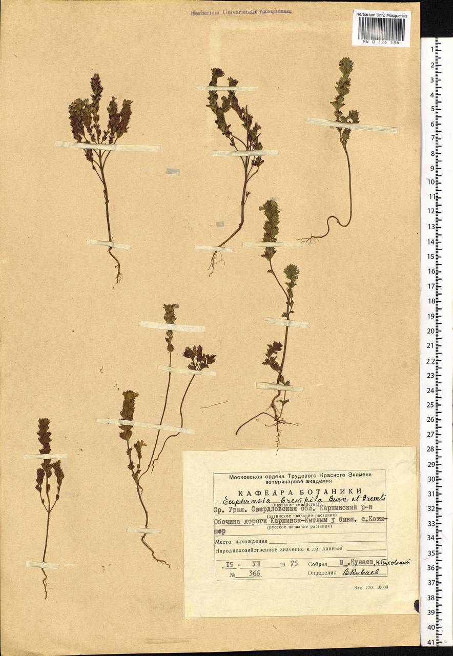 Euphrasia ×vernalis List, Восточная Европа, Восточный район (E10) (Россия)