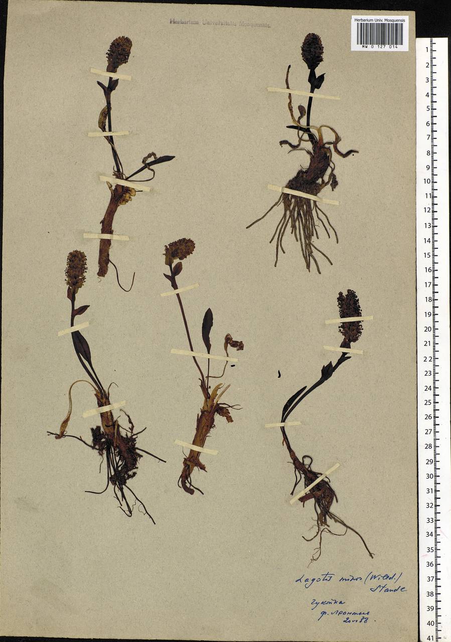 Lagotis glauca subsp. minor (Willd.) Hultén, Сибирь, Чукотка и Камчатка (S7) (Россия)