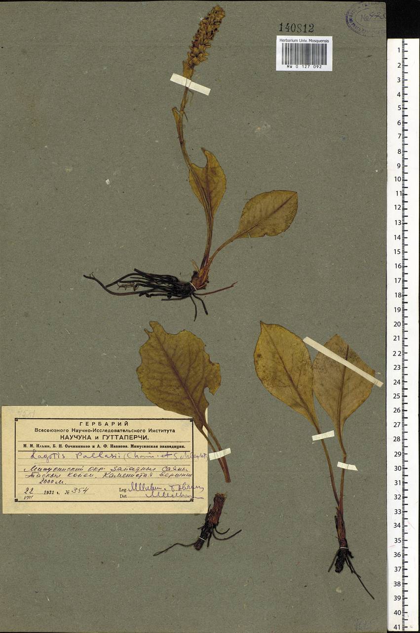 Лаготис цельнолистный (Willd.) Schischk. ex Vikulova, Сибирь, Алтай и Саяны (S2) (Россия)