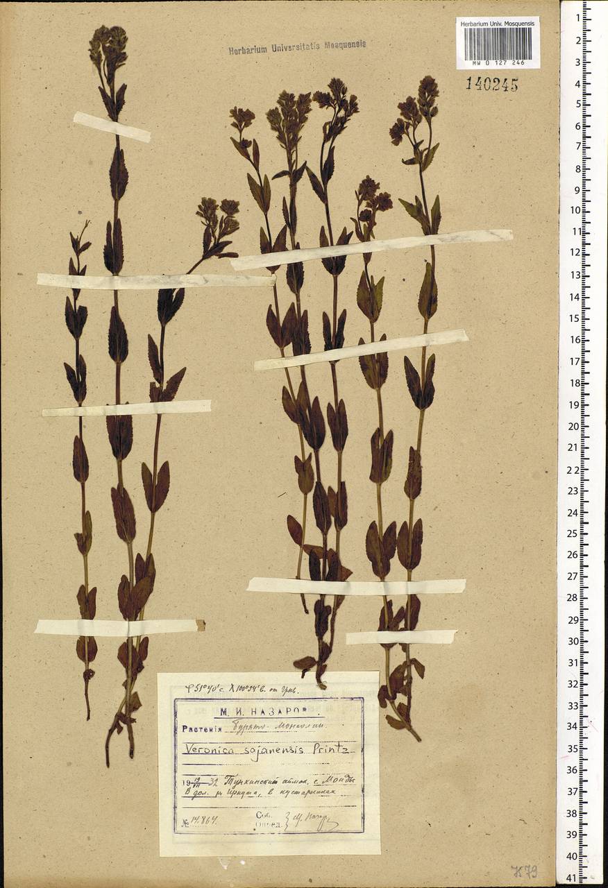 MW0127246, Veronica sajanensis (Вероника саянская), specimen