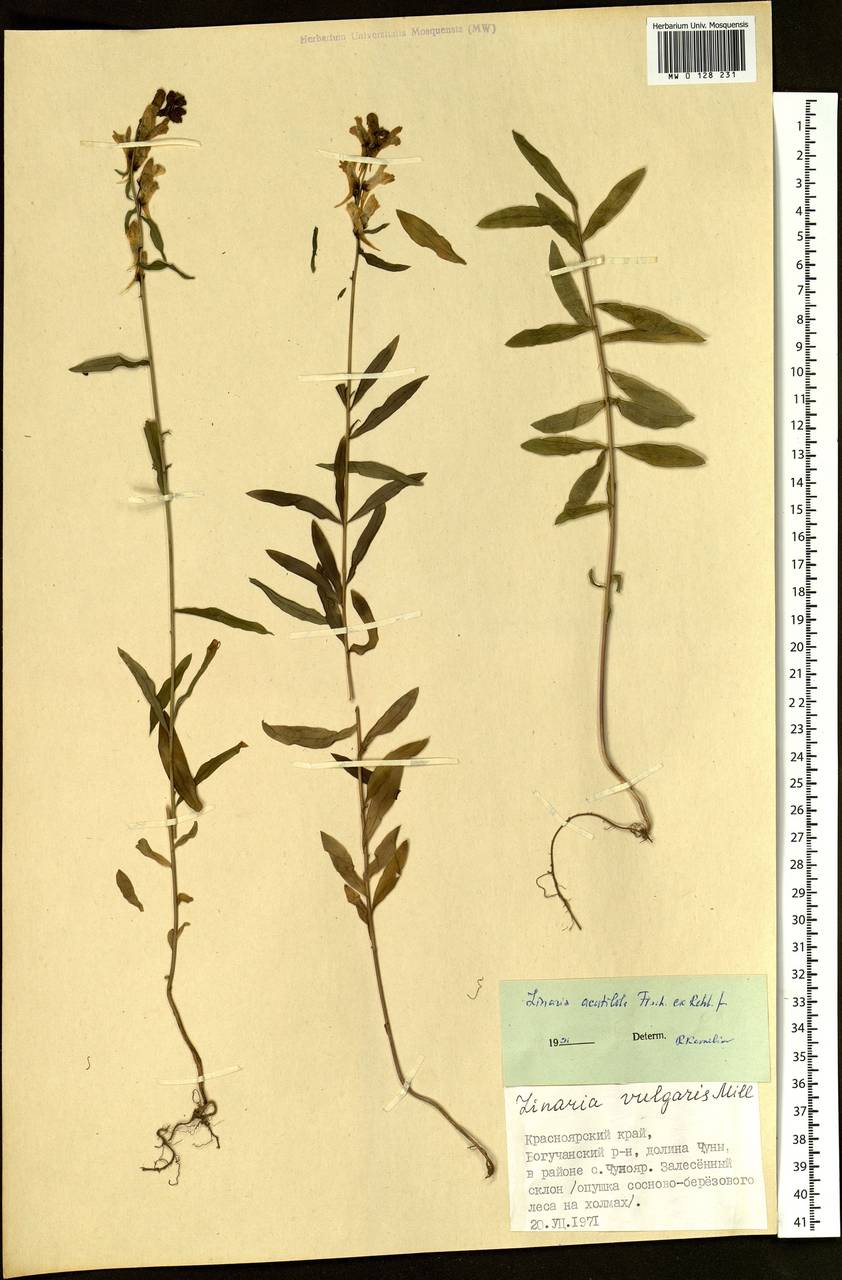 Льнянка остролопастная Fisch. ex Rchb., Сибирь, Центральная Сибирь (S3) (Россия)