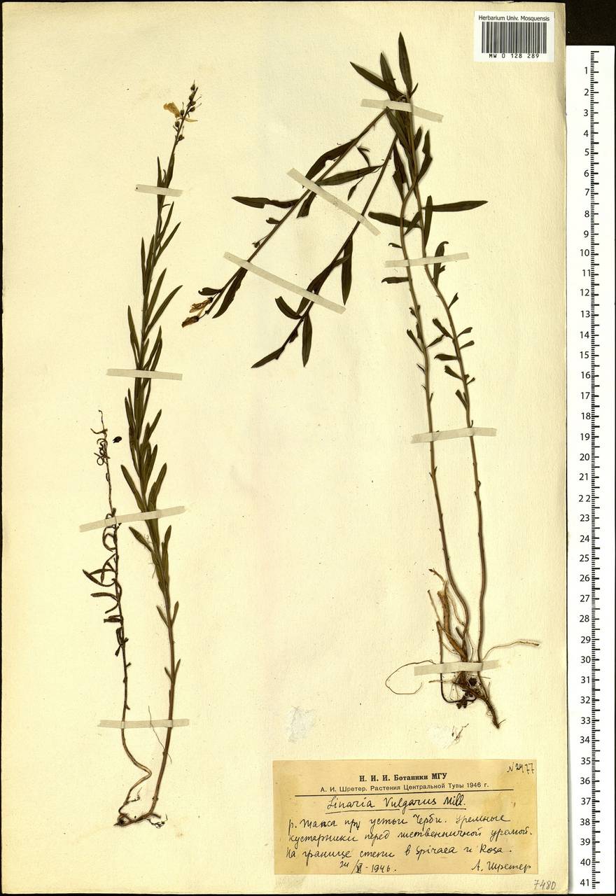 Льнянка остролопастная Fisch. ex Rchb., Сибирь, Алтай и Саяны (S2) (Россия)