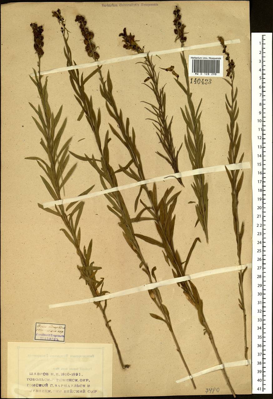 Льнянка остролопастная Fisch. ex Rchb., Сибирь, Западная Сибирь (S1) (Россия)