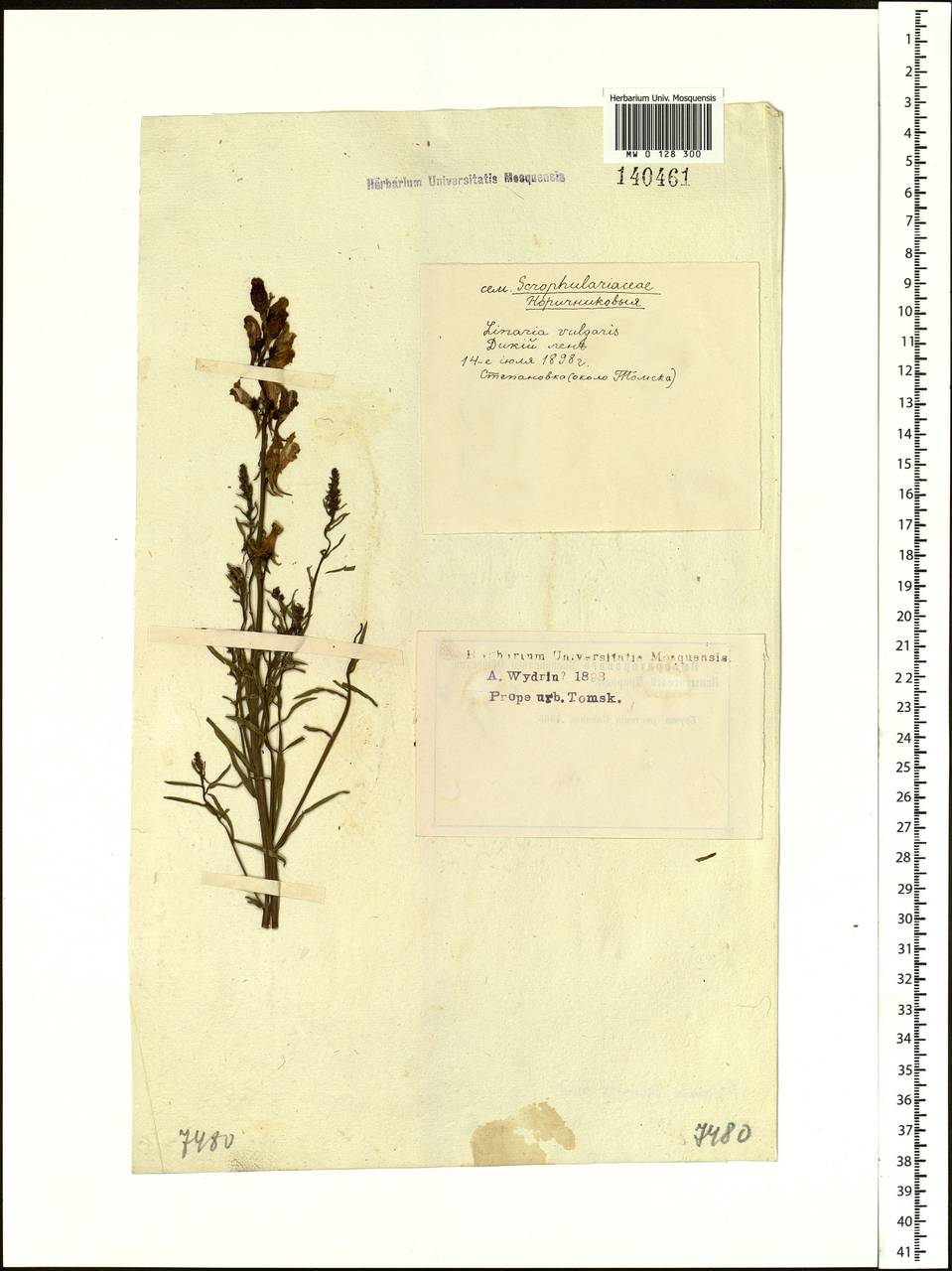 Льнянка остролопастная Fisch. ex Rchb., Сибирь, Западная Сибирь (S1) (Россия)