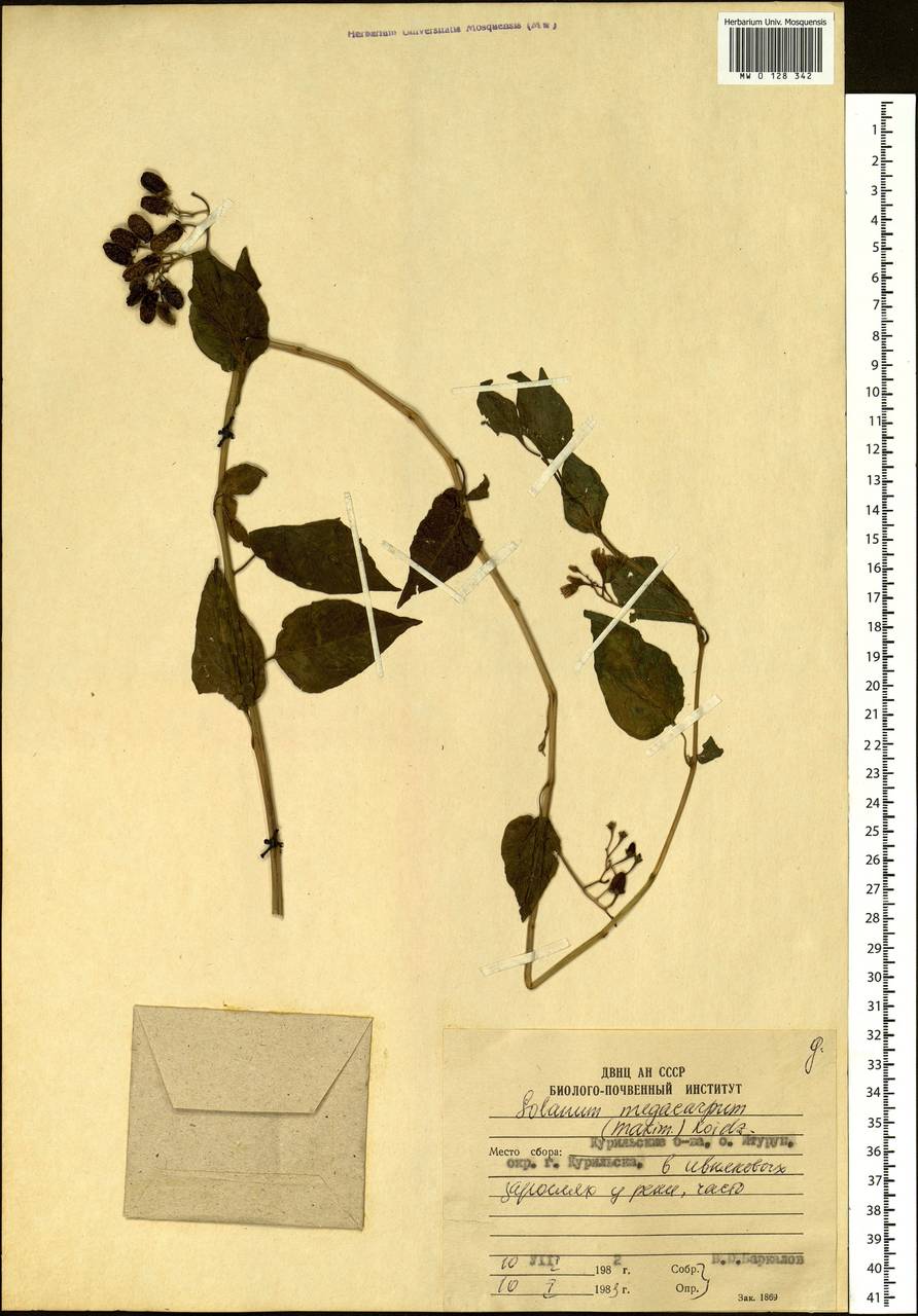 Solanum pittosporifolium Hemsl., Сибирь, Дальний Восток (S6) (Россия)