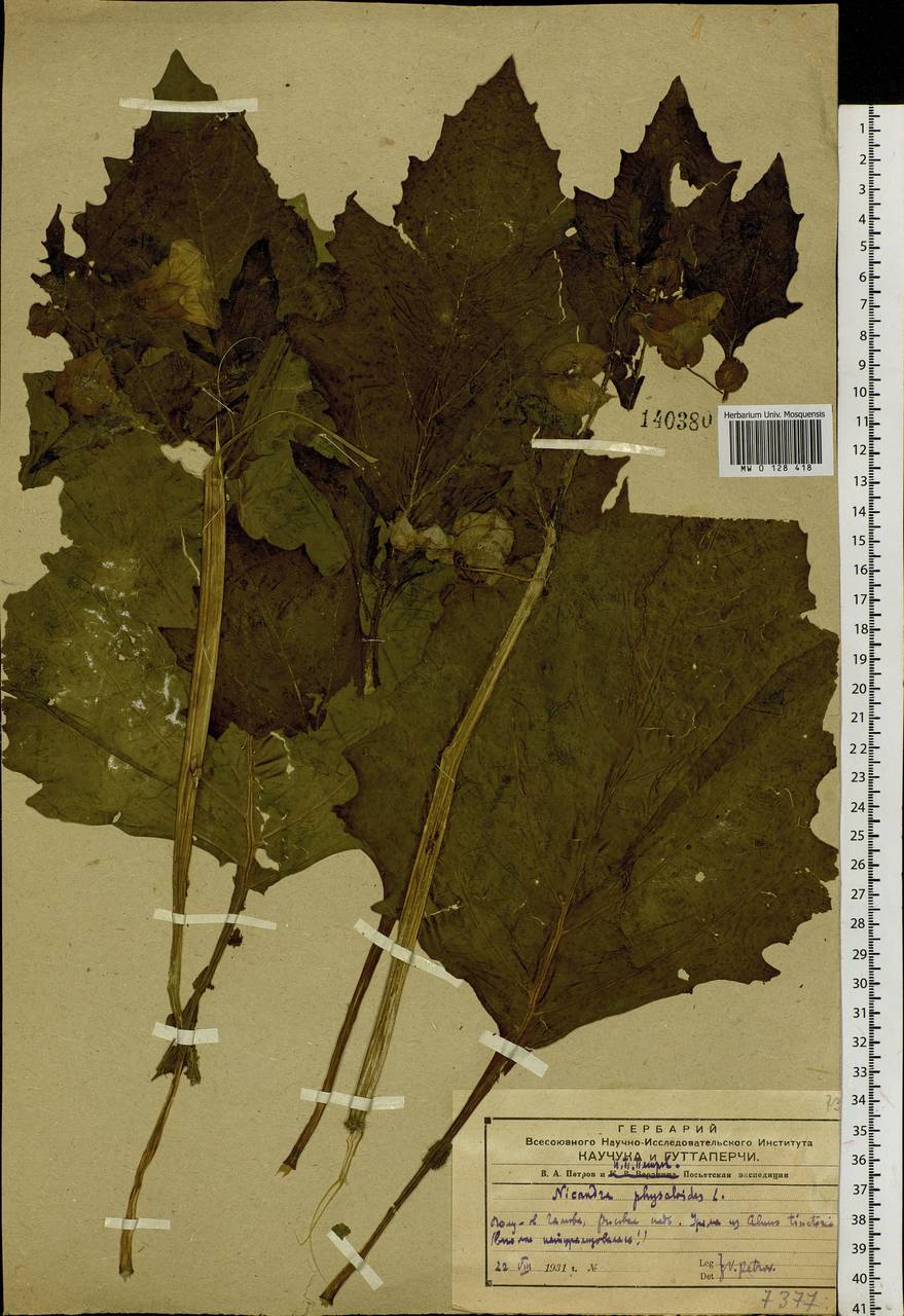 Никандра физалисовидная (L.) Gaertn., Сибирь, Дальний Восток (S6) (Россия)
