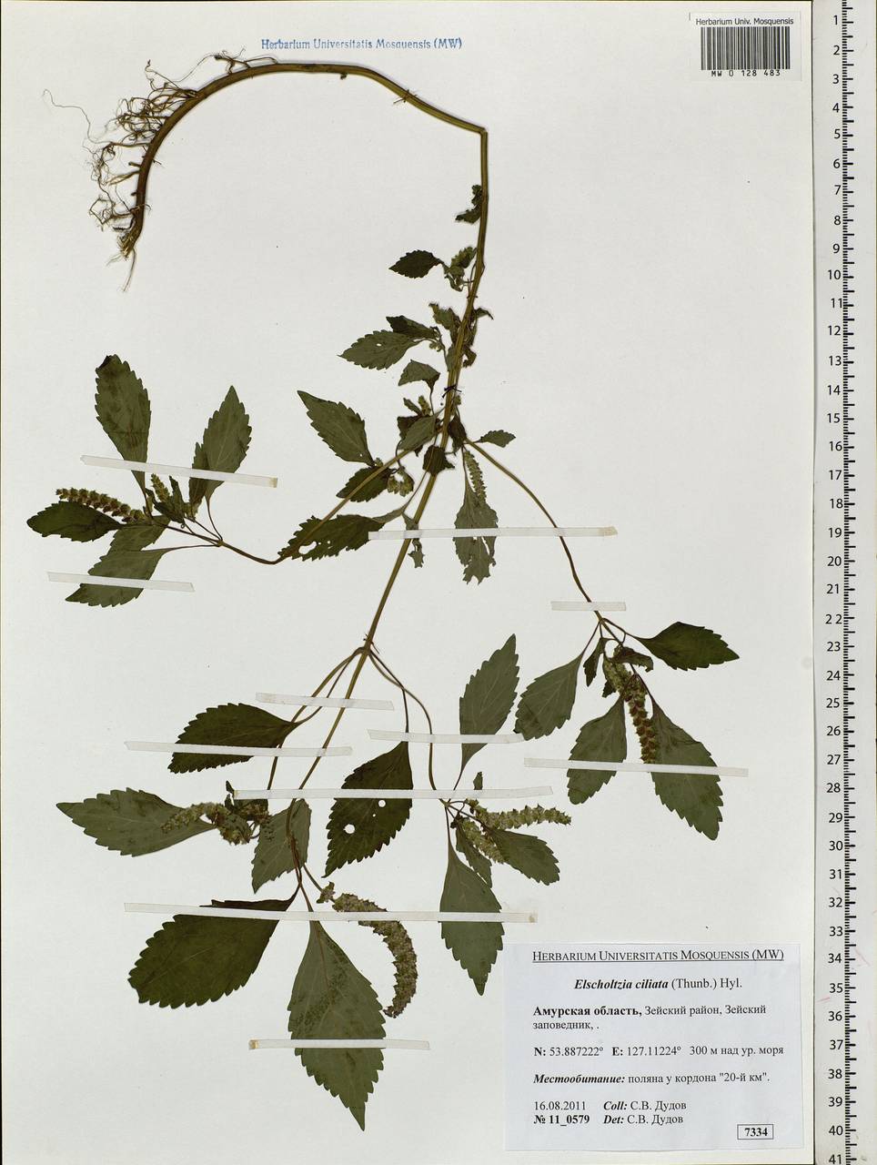 Эльсгольция реснитчатая (Thunb.) Hyl., Сибирь, Дальний Восток (S6) (Россия)