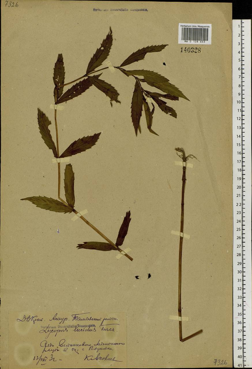 Зюзник блестящий Turcz. ex Benth., Сибирь, Дальний Восток (S6) (Россия)