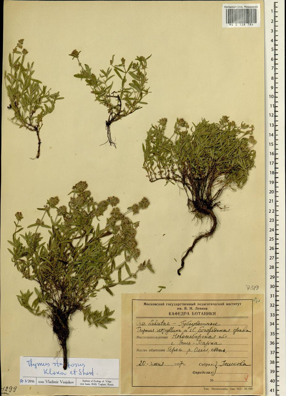 Thymus pannonicus All., Сибирь, Западная Сибирь (S1) (Россия)