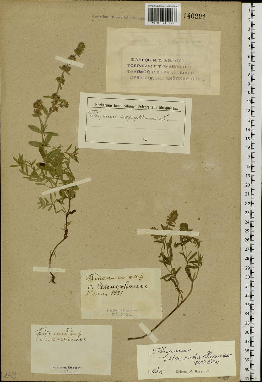 Thymus pannonicus All., Сибирь, Западный (Казахстанский) Алтай (S2a) (Казахстан)
