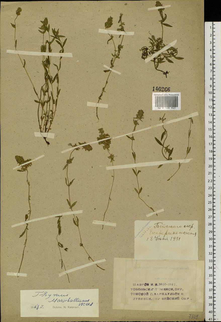 Thymus pannonicus All., Сибирь, Алтай и Саяны (S2) (Россия)