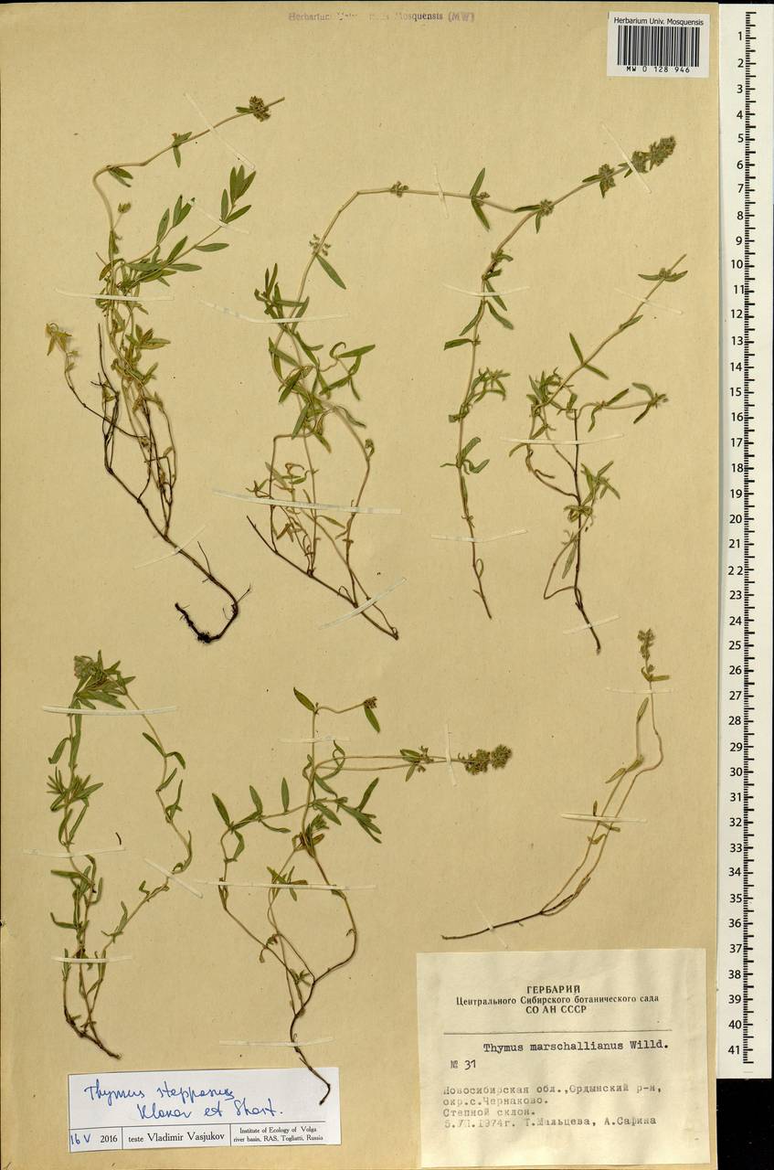 Thymus pannonicus All., Сибирь, Западная Сибирь (S1) (Россия)