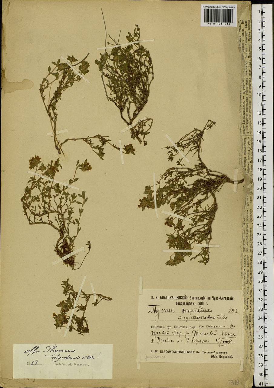 Тимьян монгольский, Чабрец монгольский (Ronniger) Ronniger, Сибирь, Центральная Сибирь (S3) (Россия)