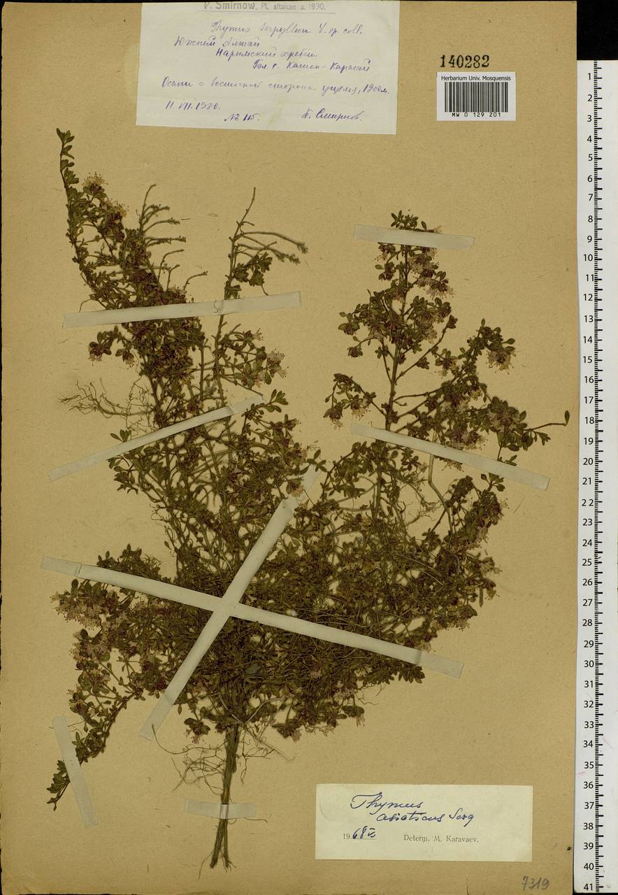 Тимьян монгольский, Чабрец монгольский (Ronniger) Ronniger, Сибирь, Западный (Казахстанский) Алтай (S2a) (Казахстан)