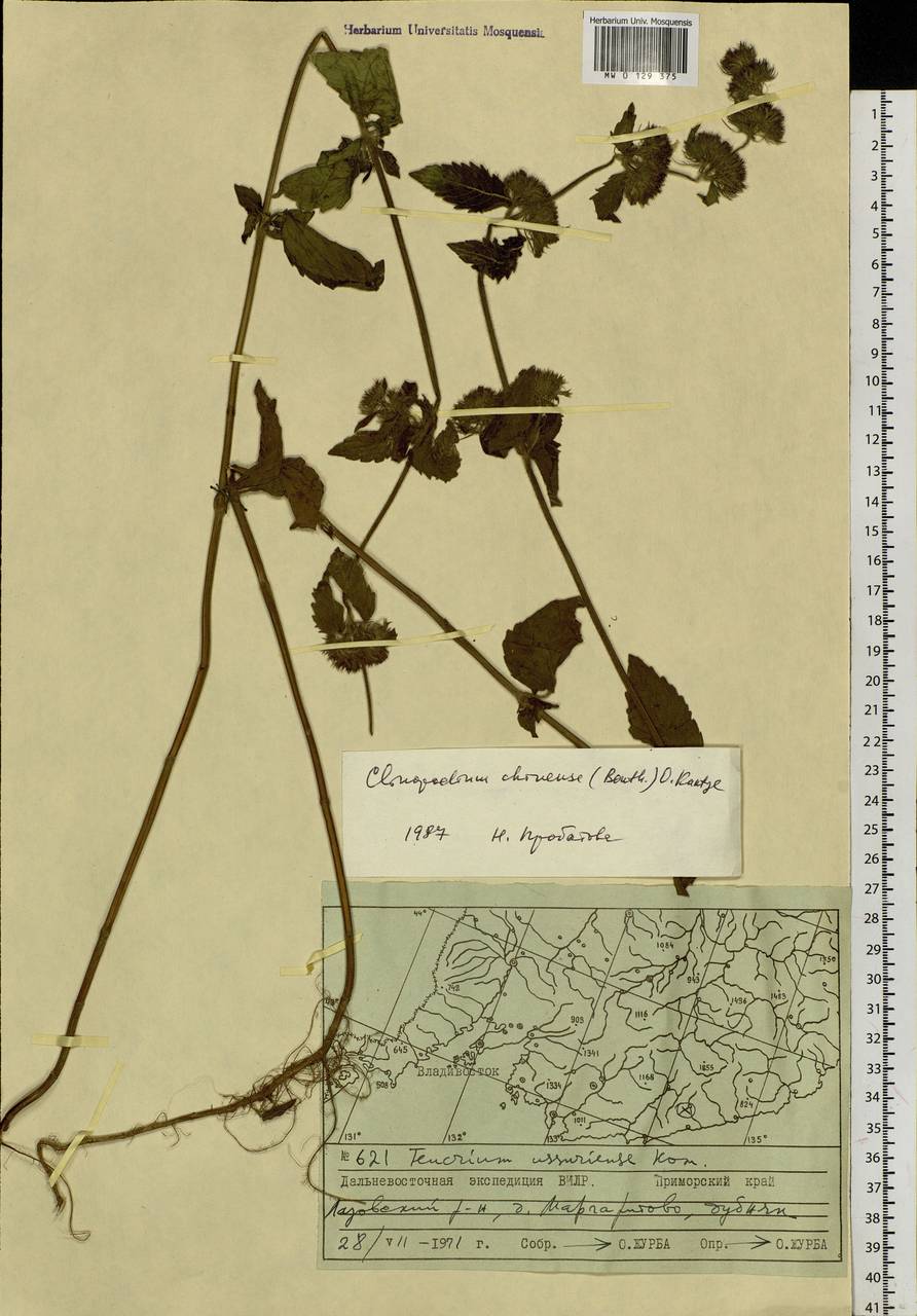 Пахучка китайская (Benth.) Kuntze, Сибирь, Дальний Восток (S6) (Россия)