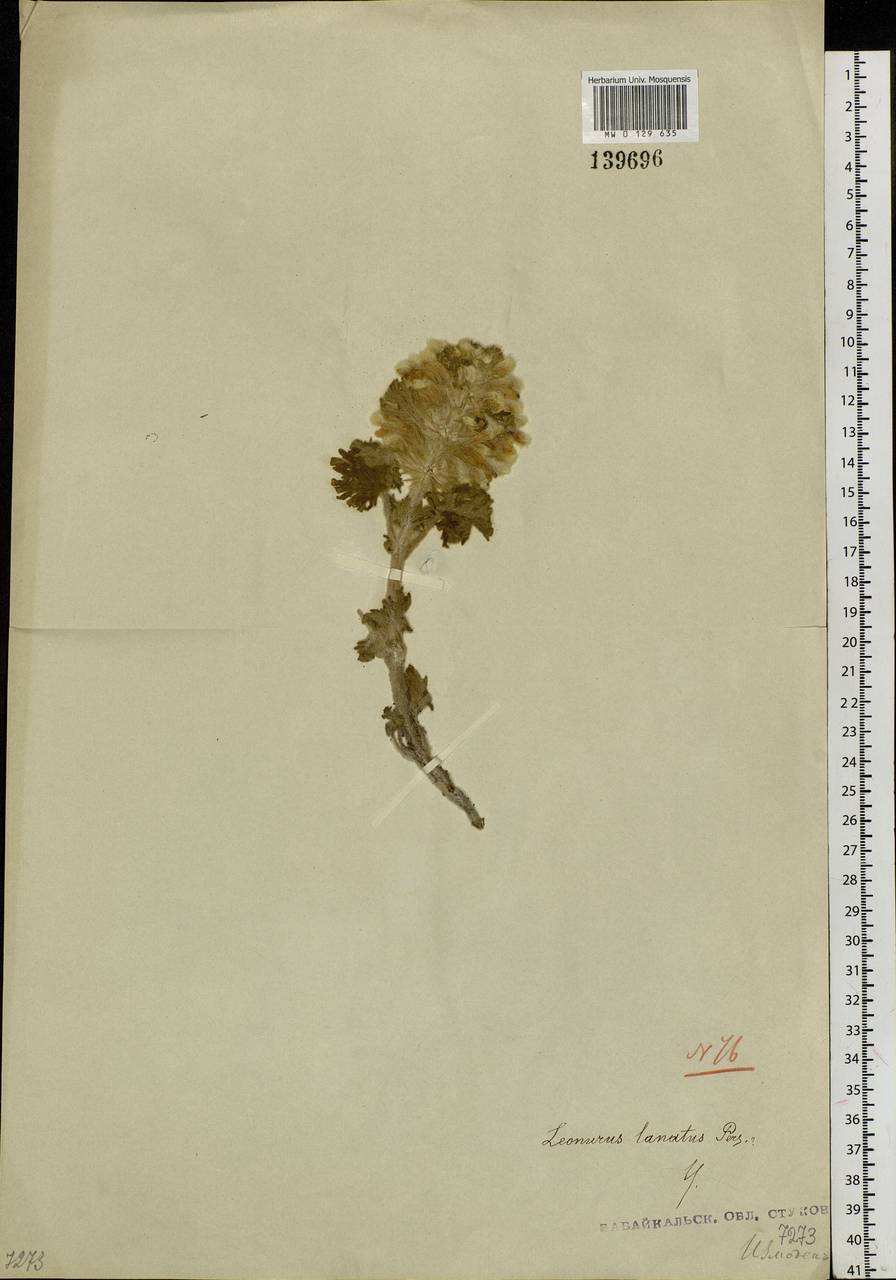 Панцерина шерстистая (L.) Soják, Сибирь, Прибайкалье и Забайкалье (S4) (Россия)