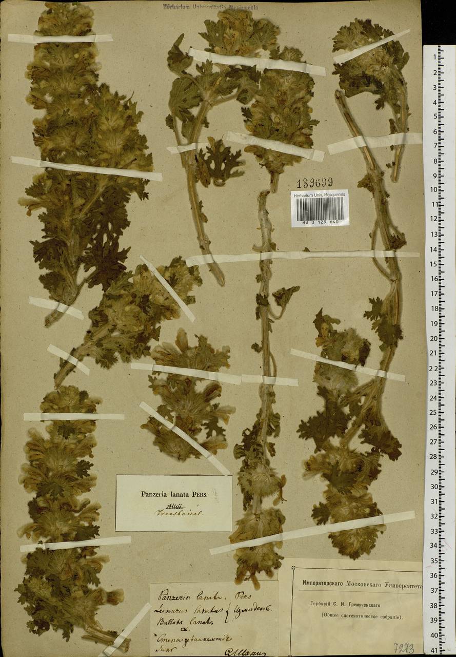 Панцерина шерстистая (L.) Soják, Сибирь, Прибайкалье и Забайкалье (S4) (Россия)