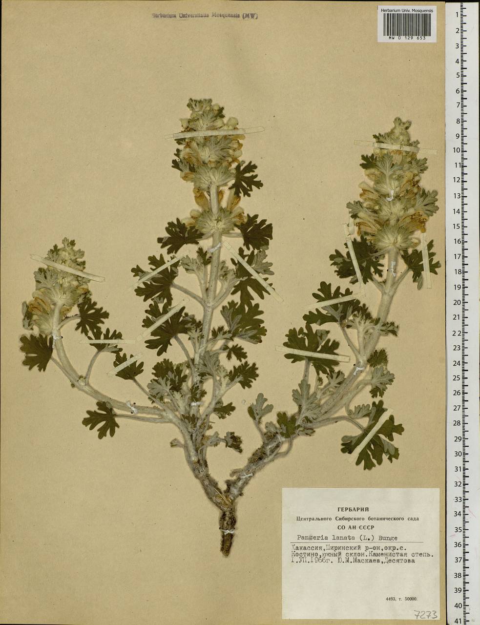 Панцерина шерстистая (L.) Soják, Сибирь, Алтай и Саяны (S2) (Россия)