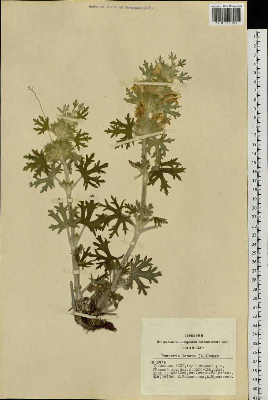 Панцерина шерстистая (L.) Soják, Сибирь, Алтай и Саяны (S2) (Россия)