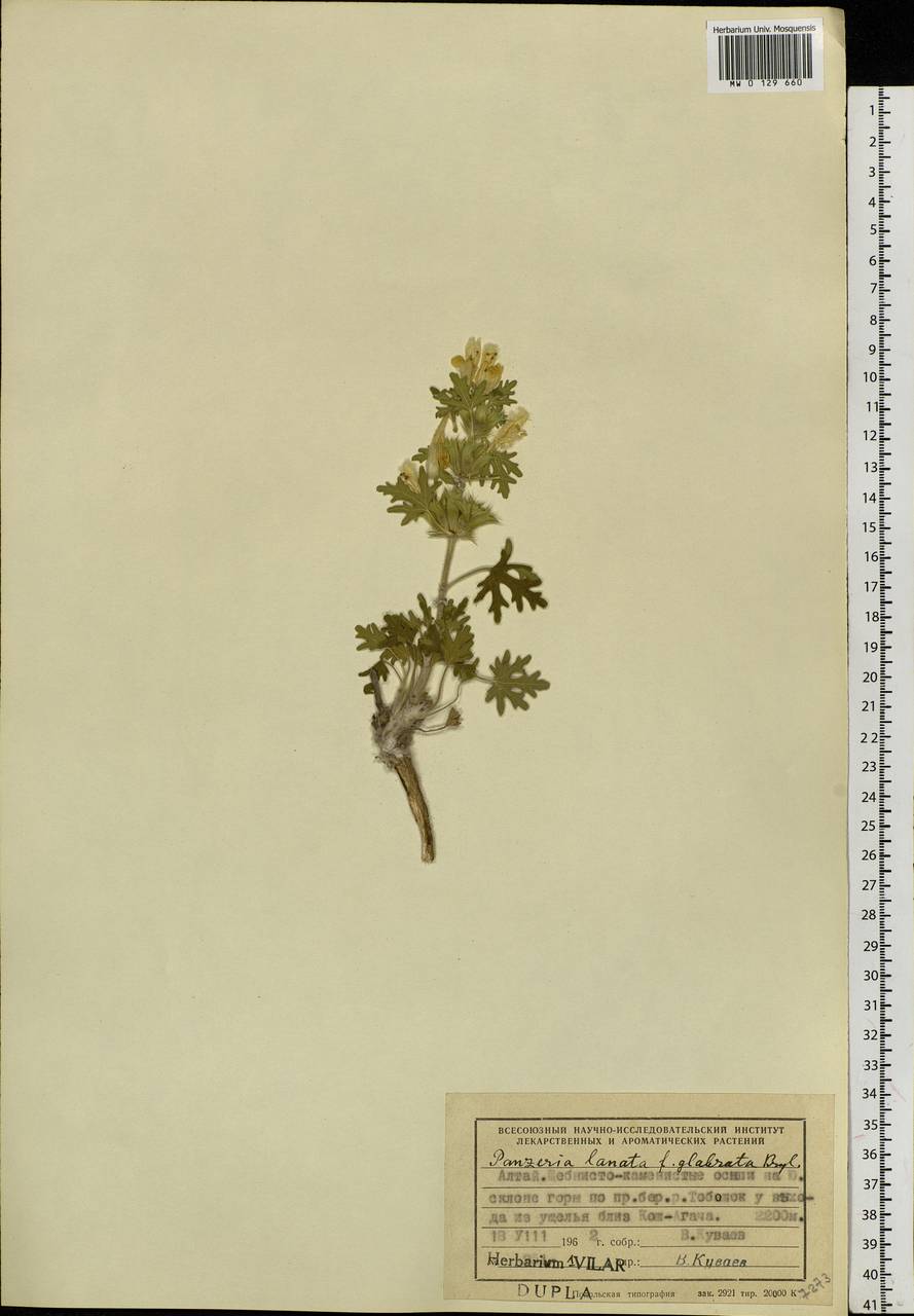 Панцерина шерстистая (L.) Soják, Сибирь, Алтай и Саяны (S2) (Россия)