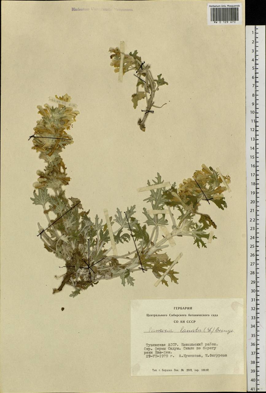Панцерина шерстистая (L.) Soják, Сибирь, Алтай и Саяны (S2) (Россия)