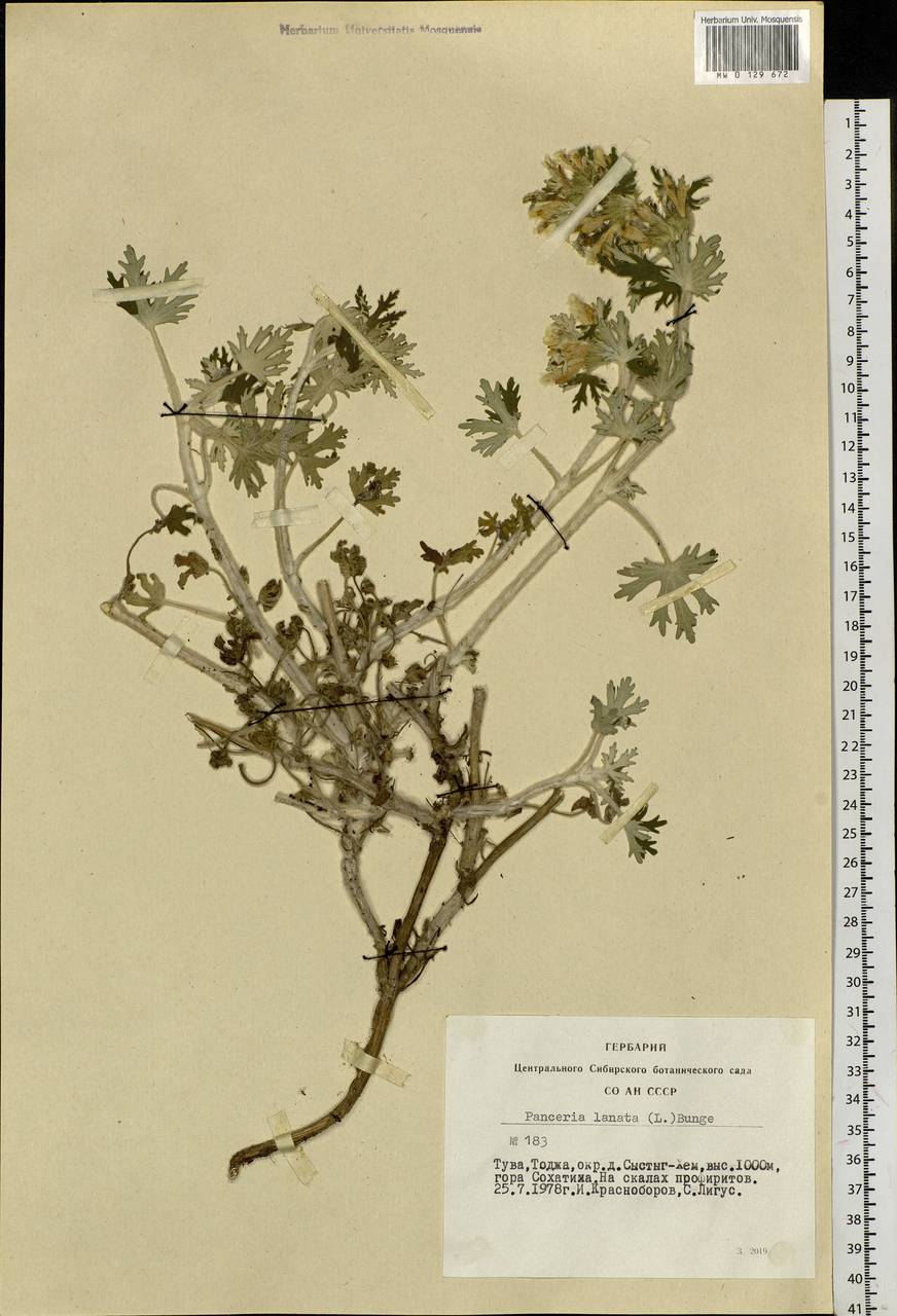 Панцерина шерстистая (L.) Soják, Сибирь, Алтай и Саяны (S2) (Россия)