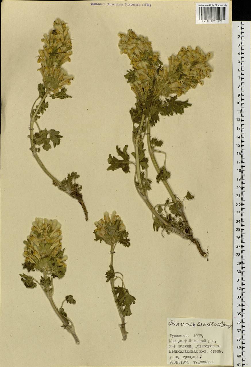 Панцерина шерстистая (L.) Soják, Сибирь, Алтай и Саяны (S2) (Россия)
