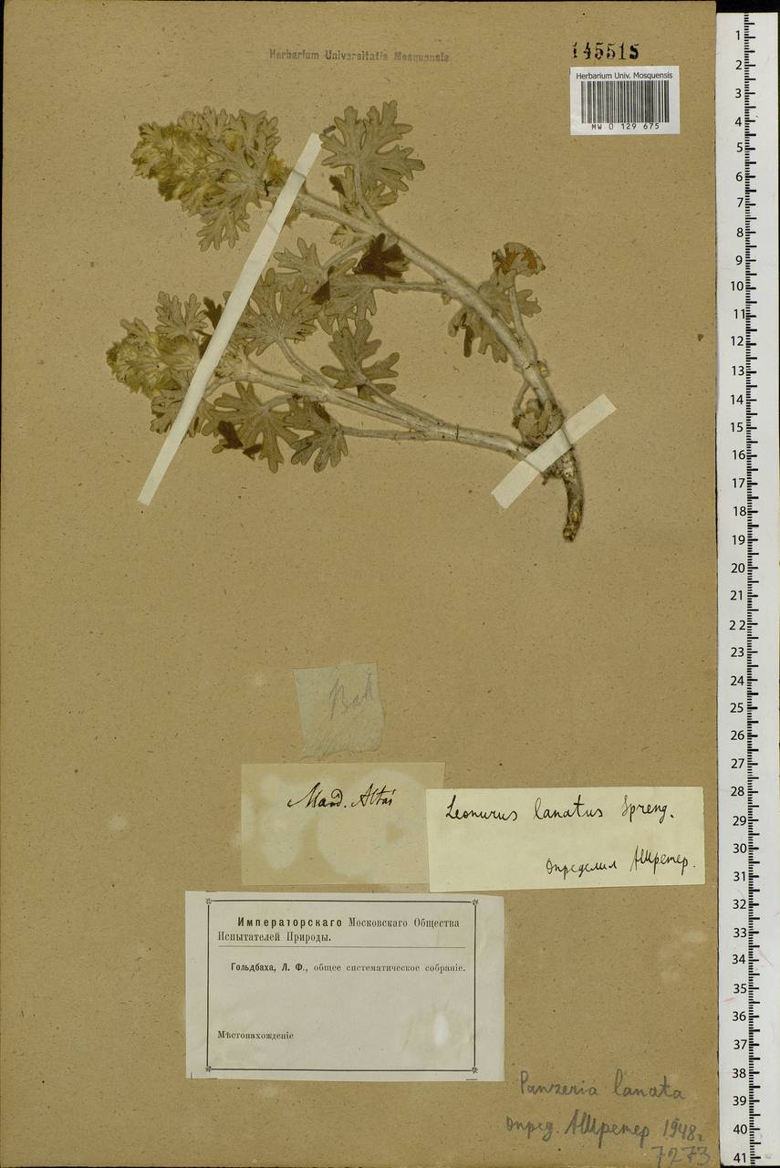 Панцерина шерстистая (L.) Soják, Сибирь, Алтай и Саяны (S2) (Россия)