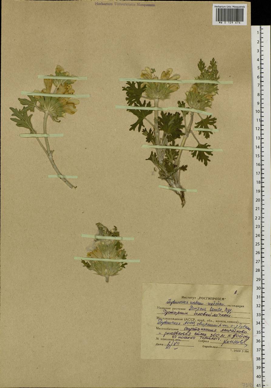 Панцерина шерстистая (L.) Soják, Сибирь, Алтай и Саяны (S2) (Россия)
