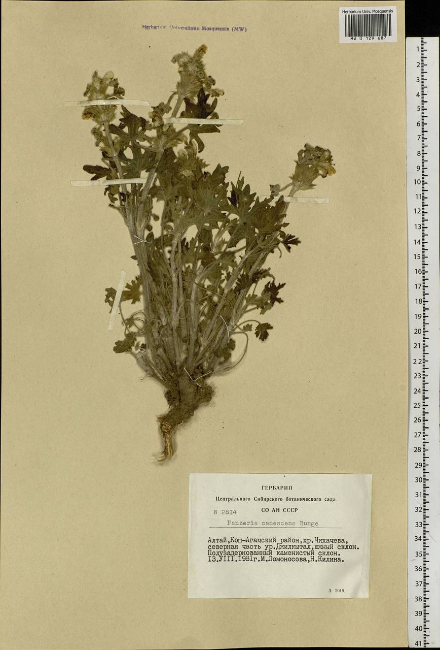 Панцерина сероватая (Bunge) Soják, Сибирь, Алтай и Саяны (S2) (Россия)
