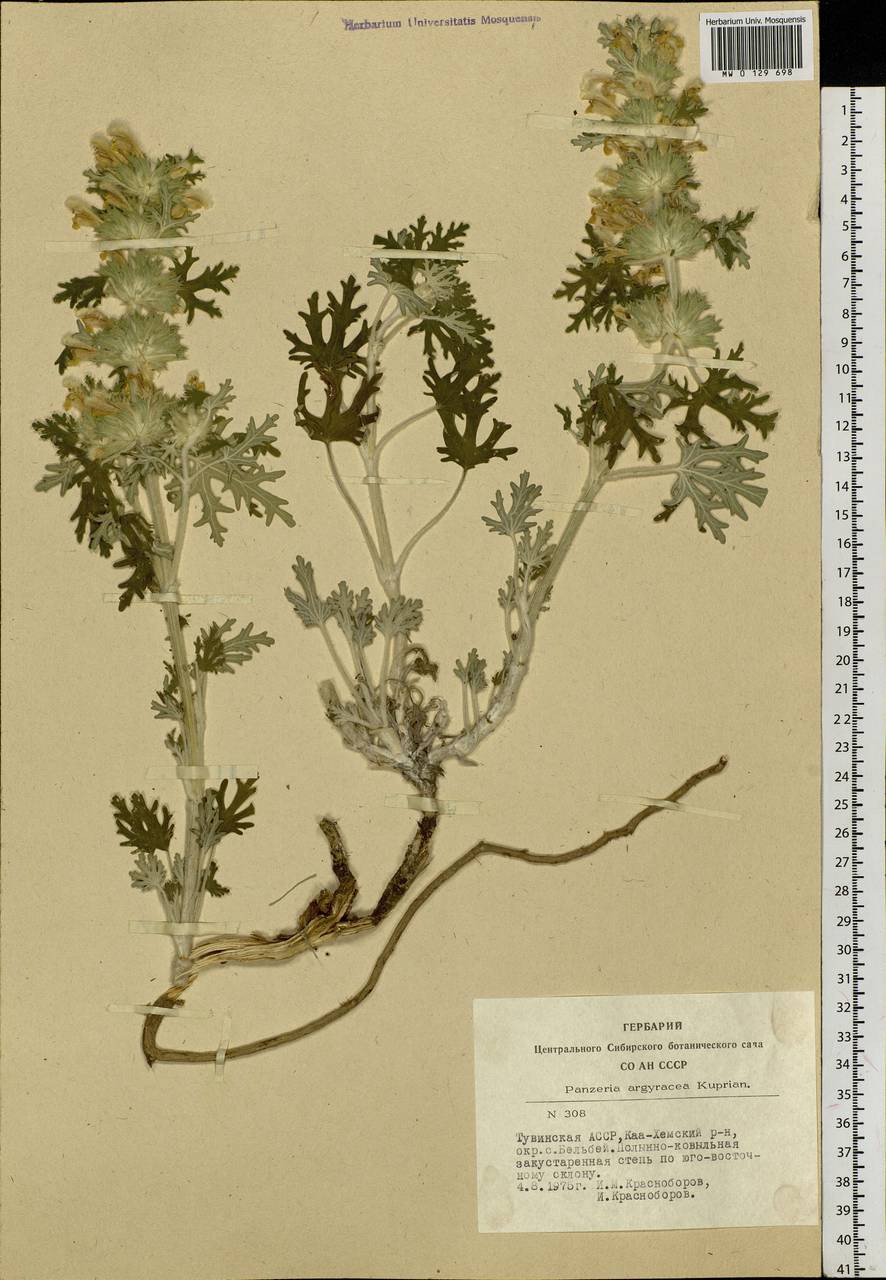 Панцерина шерстистая (L.) Soják, Сибирь, Алтай и Саяны (S2) (Россия)