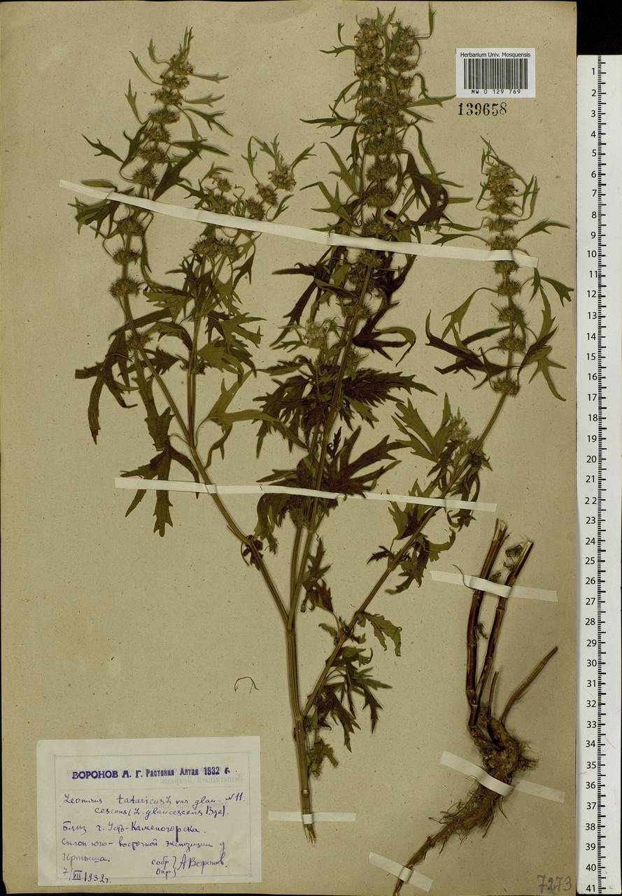 Пустырник сизоватый Bunge, Сибирь, Западный (Казахстанский) Алтай (S2a) (Казахстан)