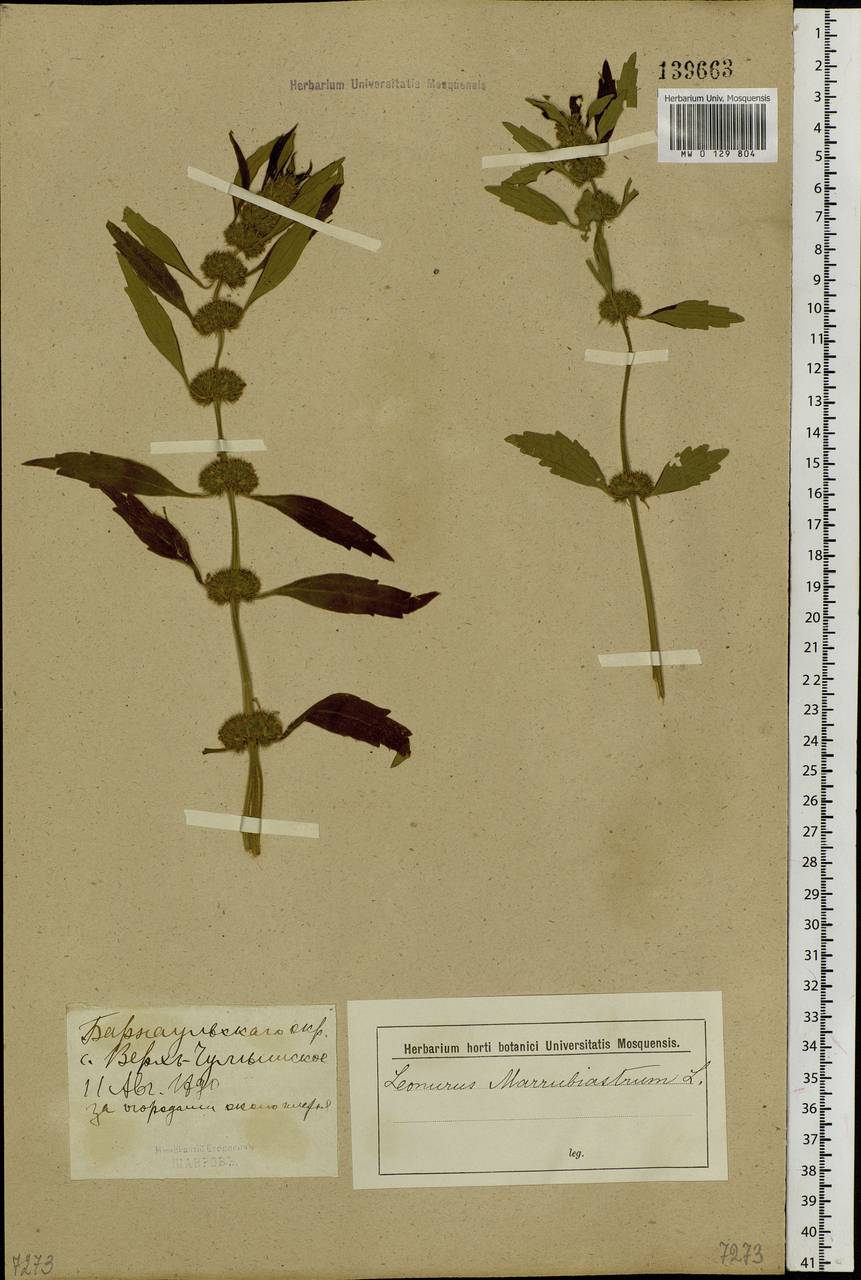 Щетинохвост шандровый (L.) Ehrh. ex Rchb., Сибирь, Алтай и Саяны (S2) (Россия)