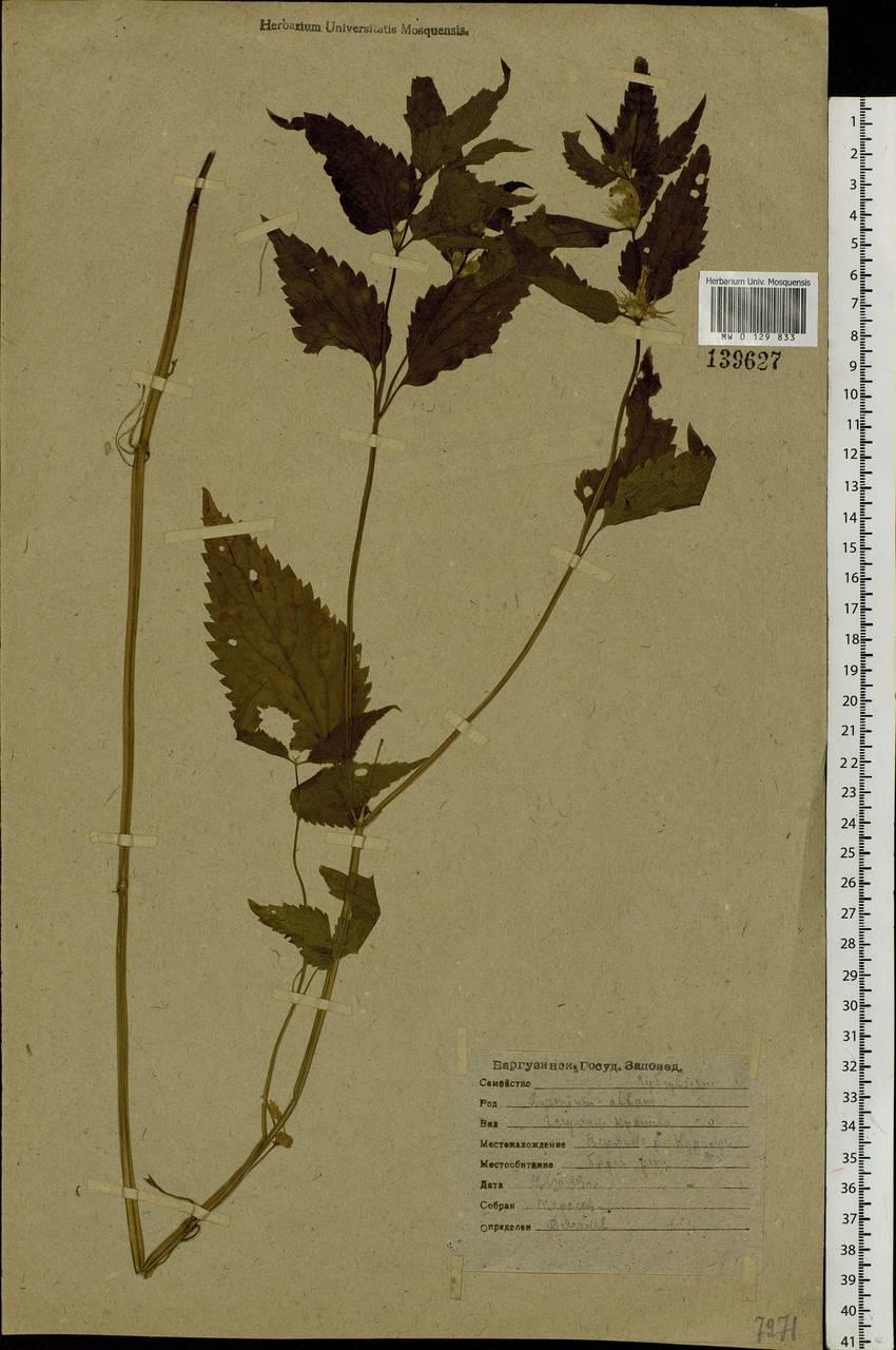 Яснотка белая, Глухая крапива L., Сибирь, Прибайкалье и Забайкалье (S4) (Россия)