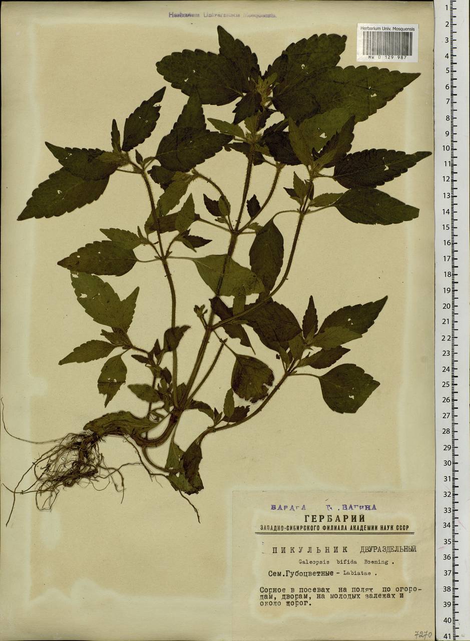 Пикульник двунадрезанный, Жабрей Boenn., Сибирь, Западная Сибирь (S1) (Россия)
