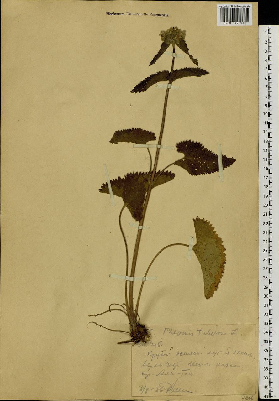 Зопничек клубненосный (L.) Moench, Сибирь, Западный (Казахстанский) Алтай (S2a) (Казахстан)