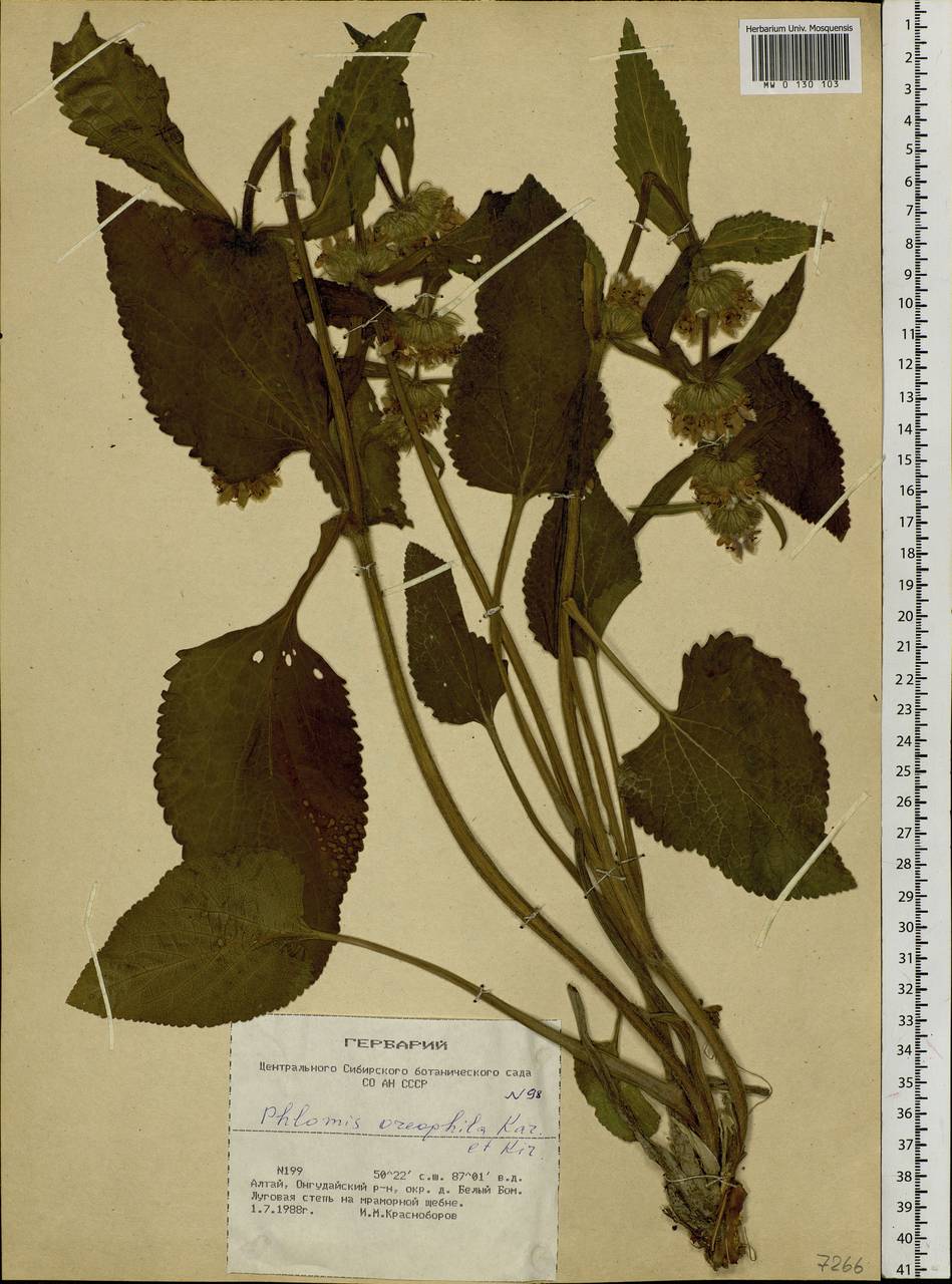 Зопничек горолюбивый (Kar. & Kir.) Adylov, Kamelin & Makhm., Сибирь, Алтай и Саяны (S2) (Россия)