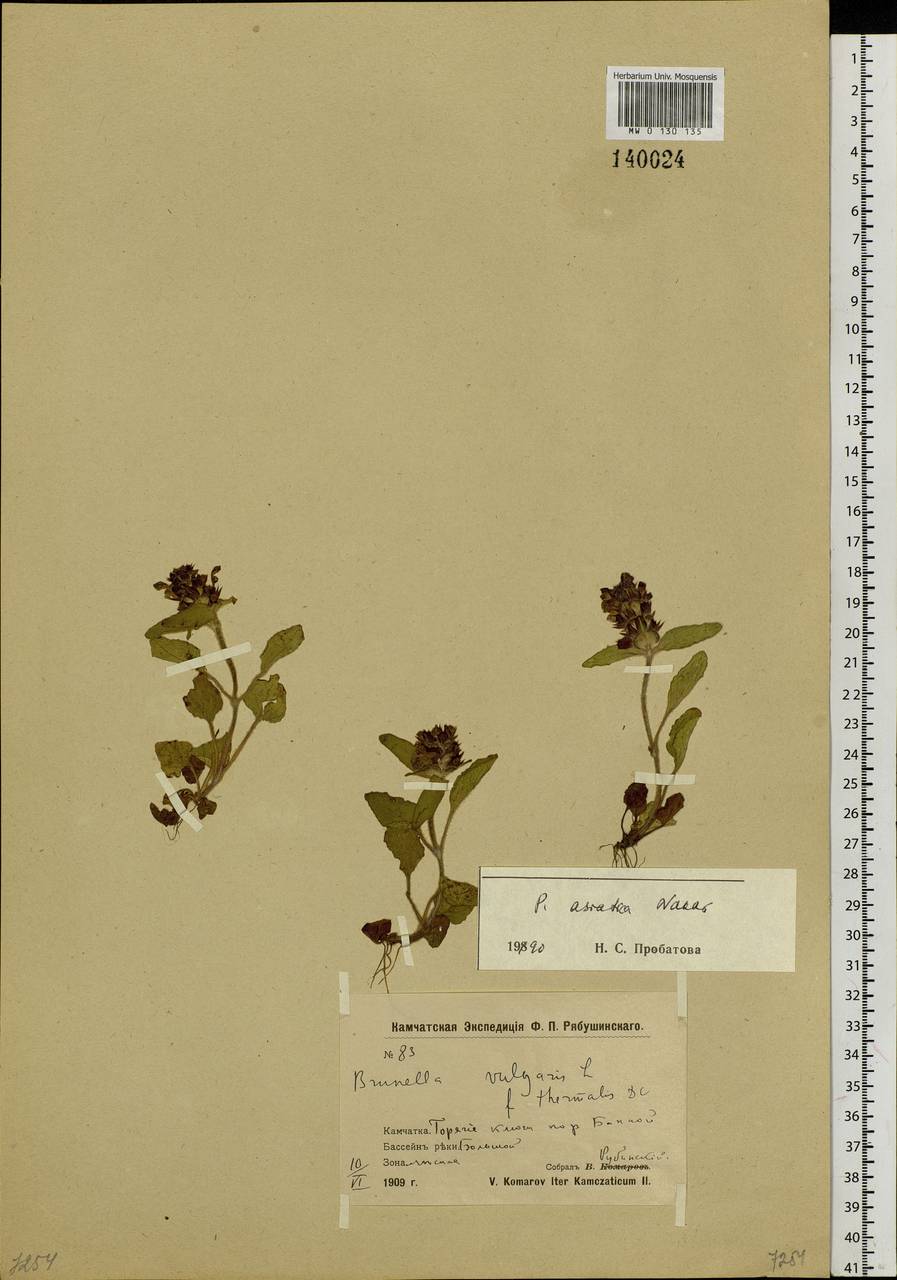Черноголовка азиатская (Nakai) H.Hara, Сибирь, Чукотка и Камчатка (S7) (Россия)