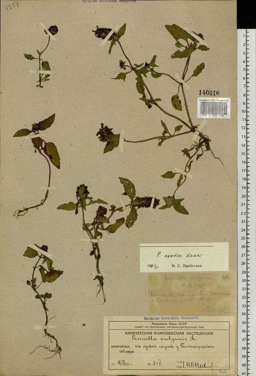 Черноголовка азиатская (Nakai) H.Hara, Сибирь, Чукотка и Камчатка (S7) (Россия)