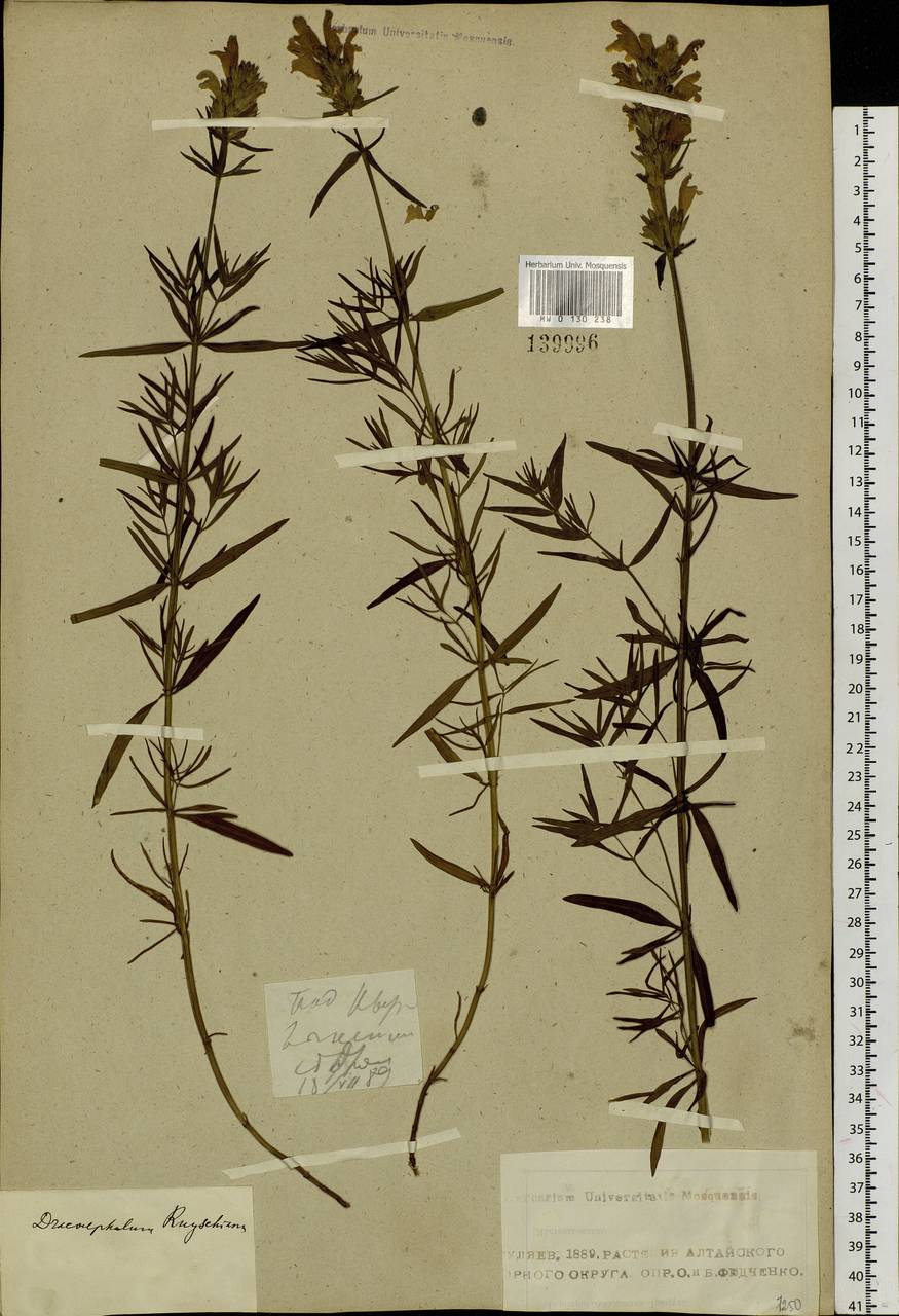 Змееголовник Рюйша, Змееголовник Руйша L., Сибирь, Алтай и Саяны (S2) (Россия)