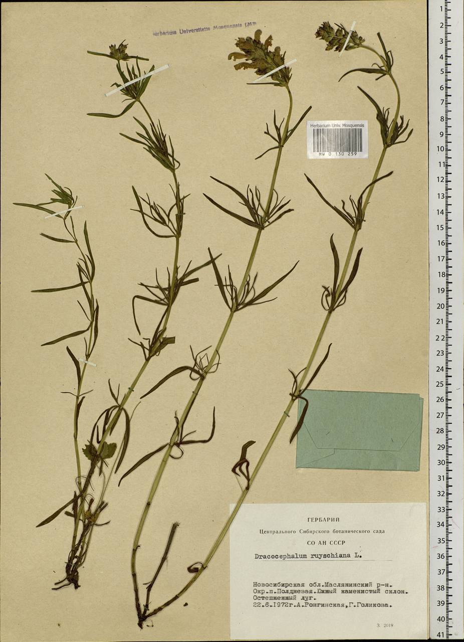 Змееголовник Рюйша, Змееголовник Руйша L., Сибирь, Западная Сибирь (S1) (Россия)