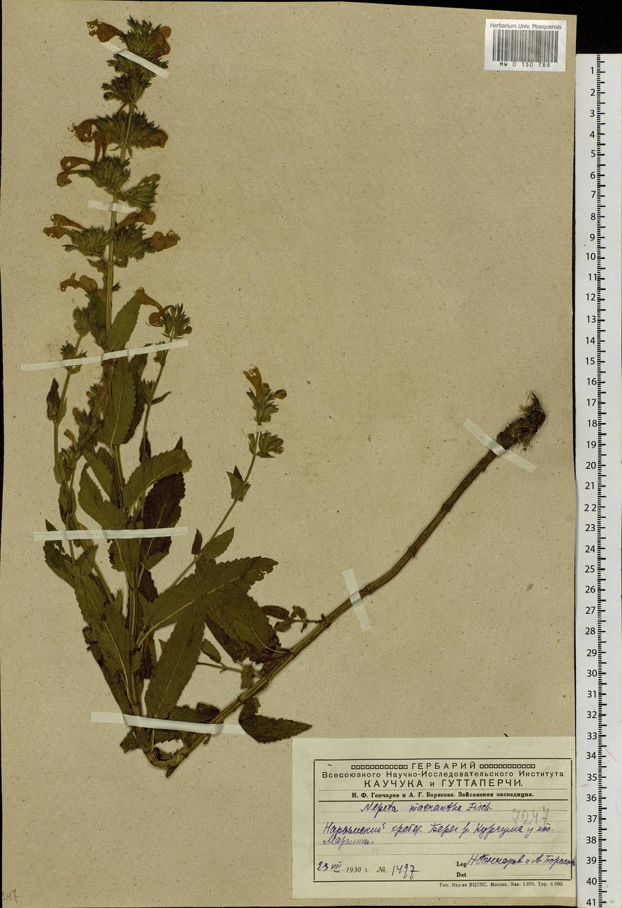 Котовник сибирский L., Сибирь, Западный (Казахстанский) Алтай (S2a) (Казахстан)