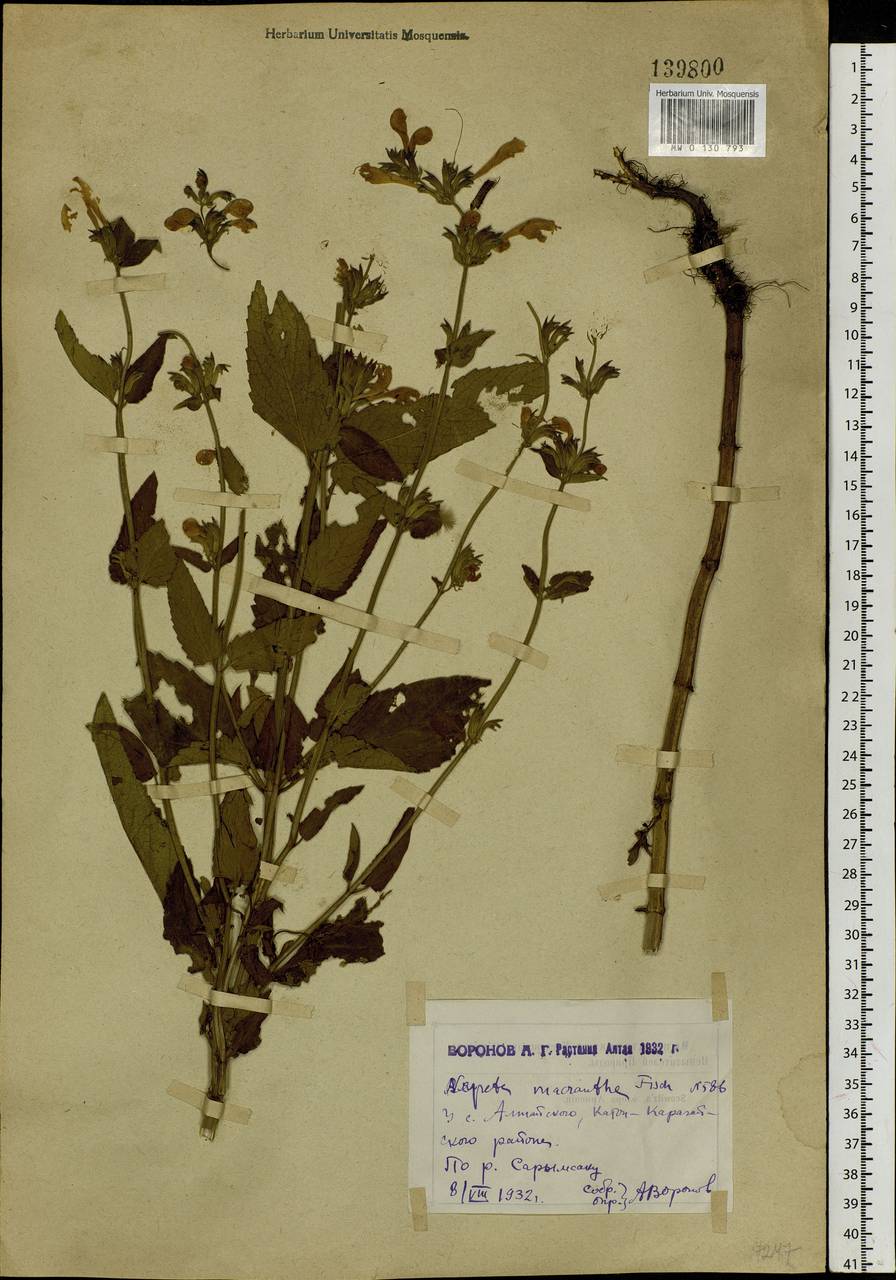 Котовник сибирский L., Сибирь, Западный (Казахстанский) Алтай (S2a) (Казахстан)